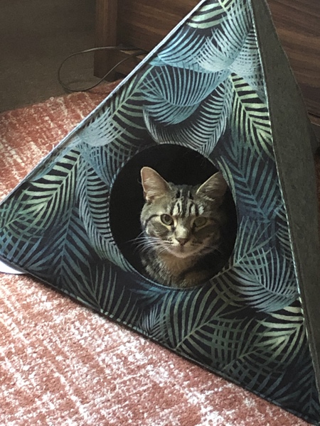 What's your DCat up to today? (Thread 8)
