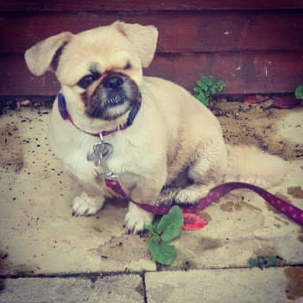 show me your dogs!