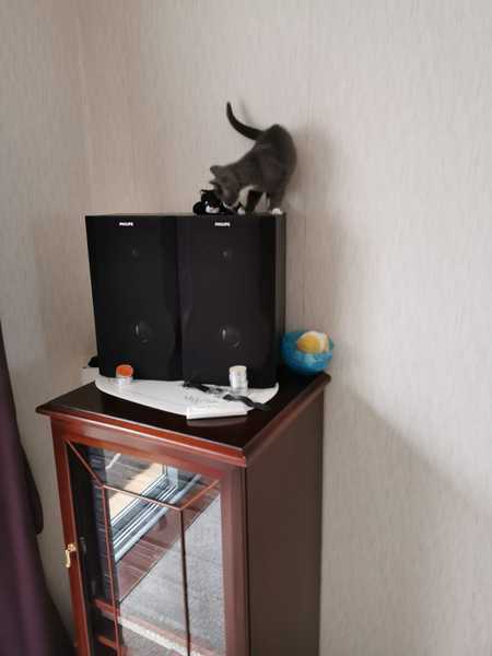 Kitten spam - pics attached and names needed!