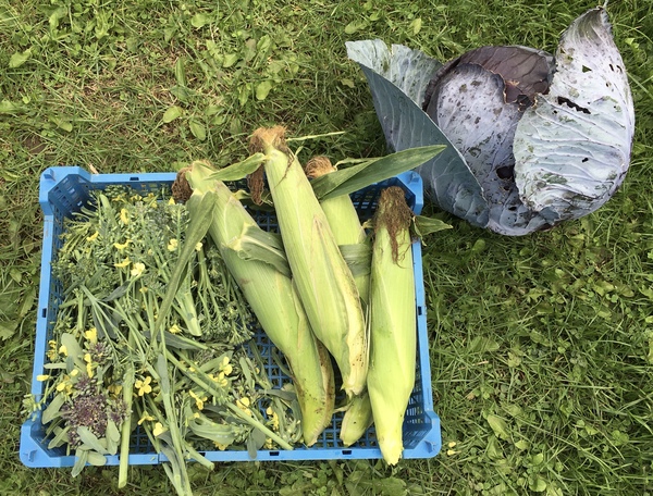 Allotment/Veg Patch Thread 16  Weather weirdness prevails !
