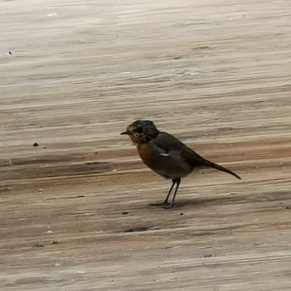 Anyone any good at garden bird identification?