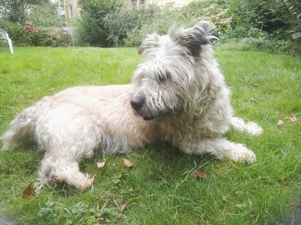 show me your dogs!