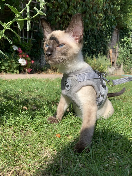 Cat harness..cruel or ok?