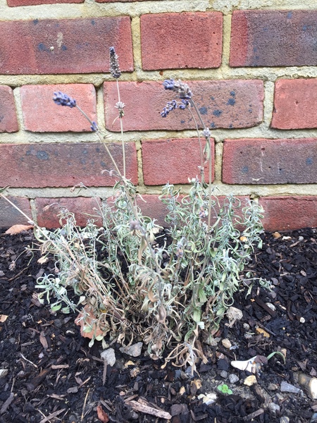 Lavender SOS