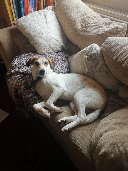 show me your dogs!