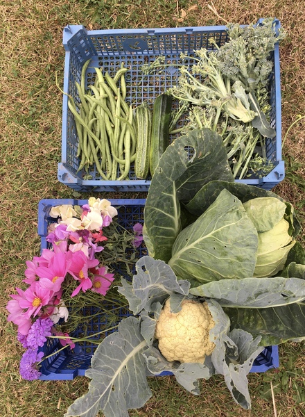 Allotment/Veg Patch Thread 16  Weather weirdness prevails !