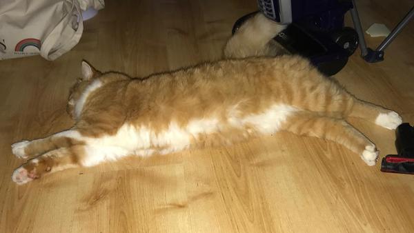 Liquid cat
