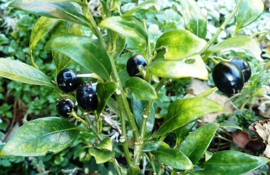 To ask is this a toxic bush?? DS ate a berry!