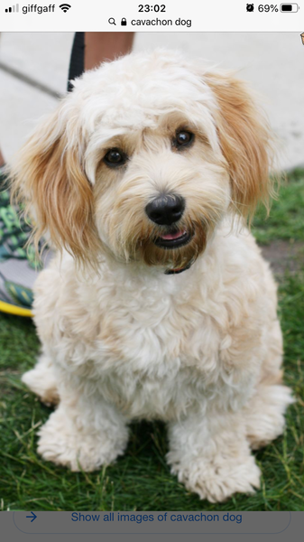To think the price of dogs are likely to fall anytime soon?