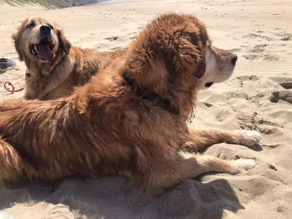 Golden Retrievers question