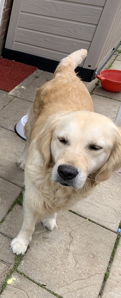 Golden Retrievers question