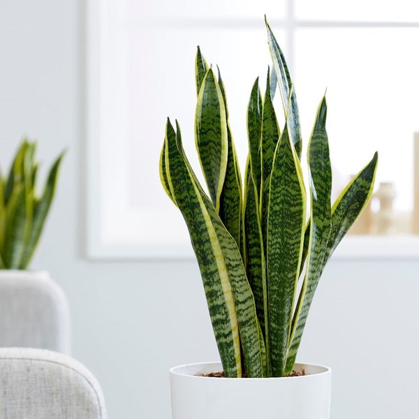 Please recommend house plants even I can't kill off?