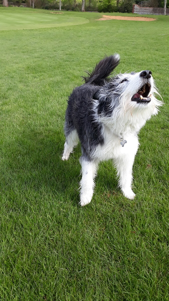 show me your dogs!