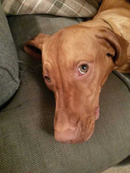 show me your dogs!