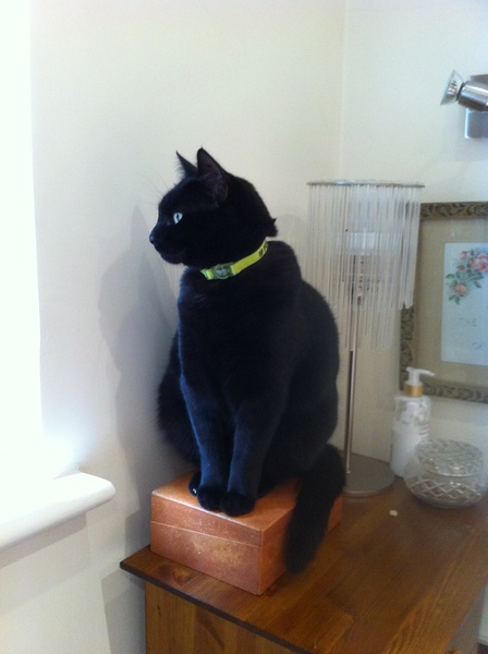 Just heard my cat has had weeks to live (lymphoma).  I have a week's holiday booked.  What would you do?