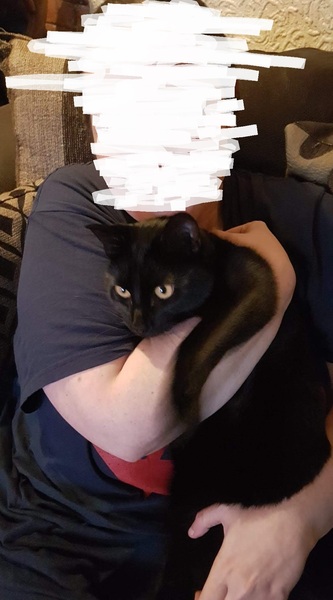Need to make a decision by tomorrow morning, Do I take the cat?