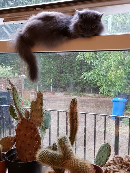 What's your DCat up to today? (Thread 8)