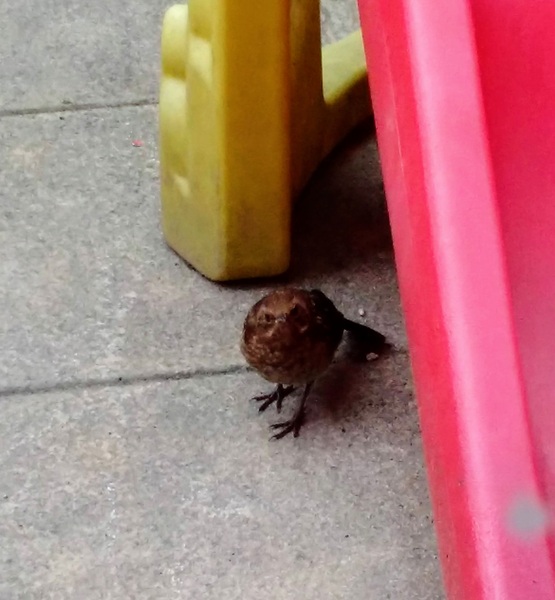 Bird