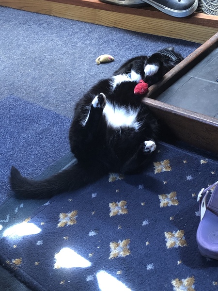 What's your DCat up to today? (Thread 8)