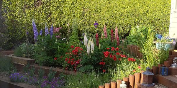 Best online plant supplier?