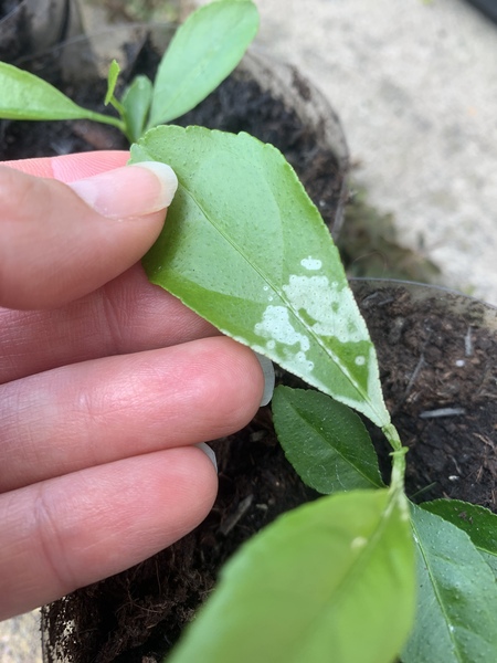 What are these white areas on my lemon tree saplings?