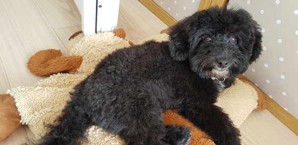 Talk to me about poodles!