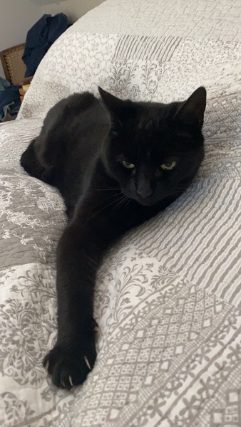 Help with kittens