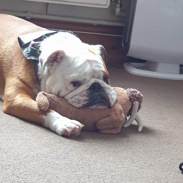show me your dogs!