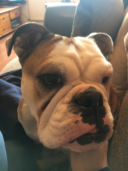 show me your dogs!