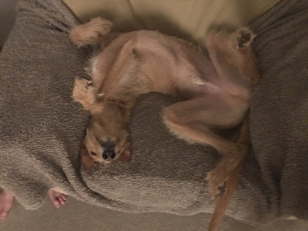 show me your dogs!