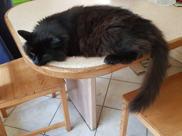 What's your DCat up to today? (Thread 8)