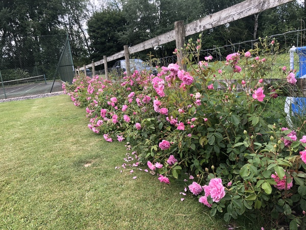 David Austin Rose Obsession