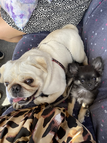 show me your dogs!