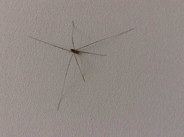 What sort of spider is this please?