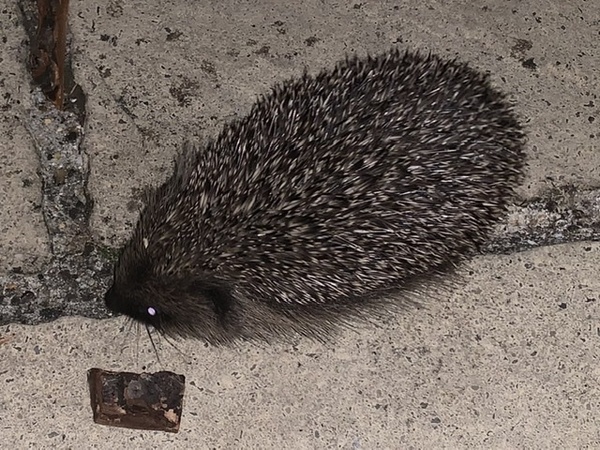 Please leave out bowls of shallow water and food for hedgehogs and wildlife!