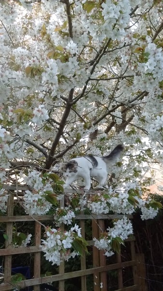 I think there might be a cat in the window