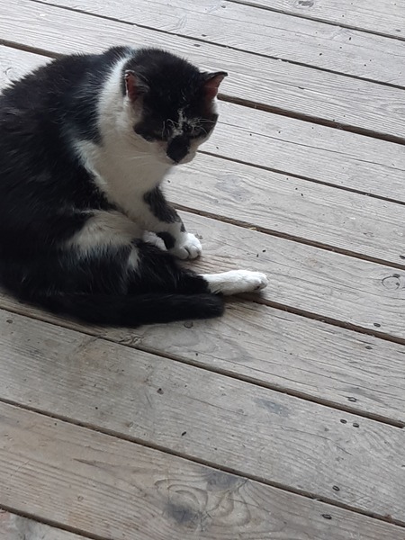 What's your DCat up to today? (Thread 8)