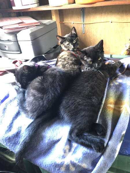 Photo thread for kittens!