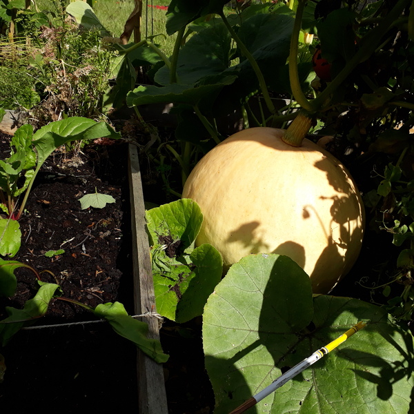 Allotment/Veg Patch Thread 16  Weather weirdness prevails !