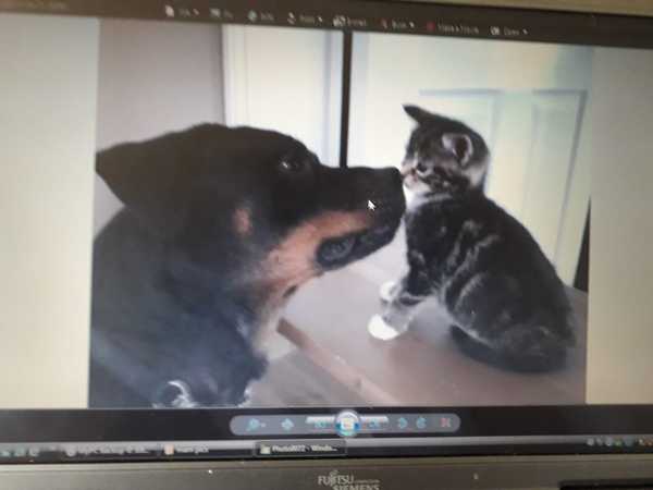 Photo thread for kittens!