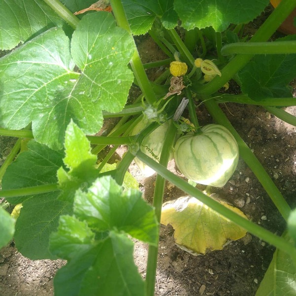 Allotment/Veg Patch Thread 16  Weather weirdness prevails !