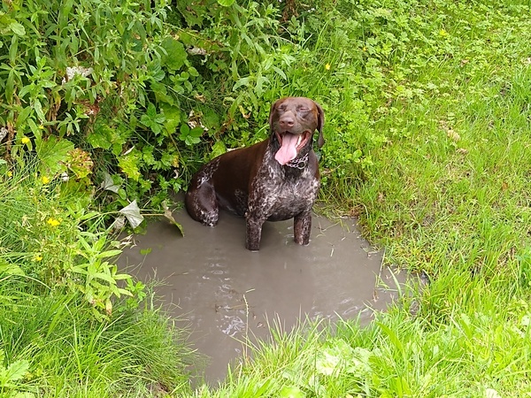 To want to say something to anyone I see walking their bloody dog
