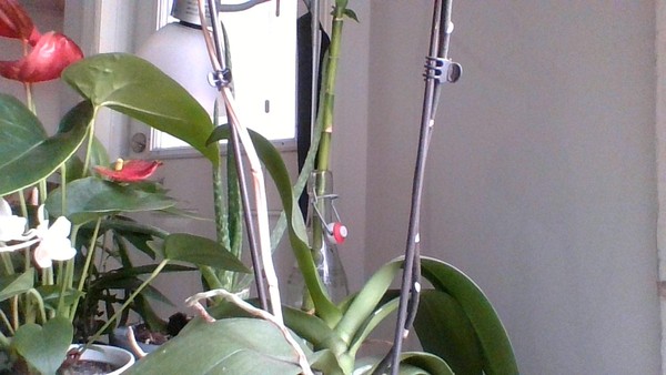 Plant and specifically orchid lovers, what does "soak it for 15 minutes" mean?