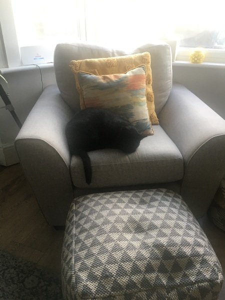 Literally losing sleep over new kitten - he’s not even here yet!