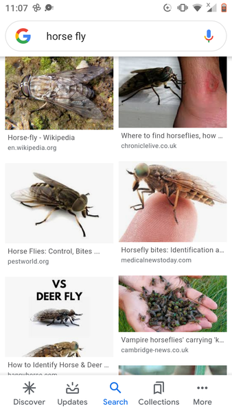 Insect bite with pictures