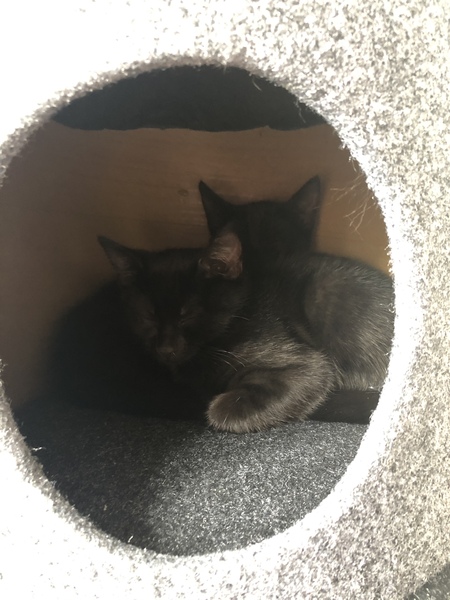 Help me name the kitten please