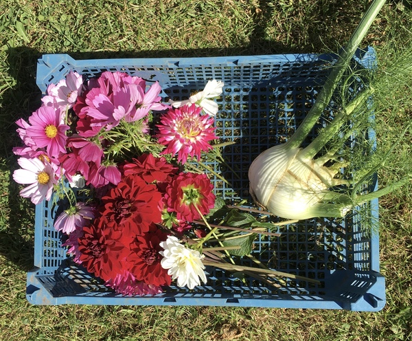 Allotment/Veg Patch Thread 16  Weather weirdness prevails !