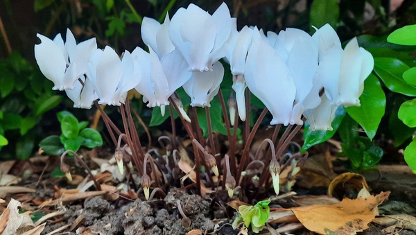 Cyclamen Hederifolium