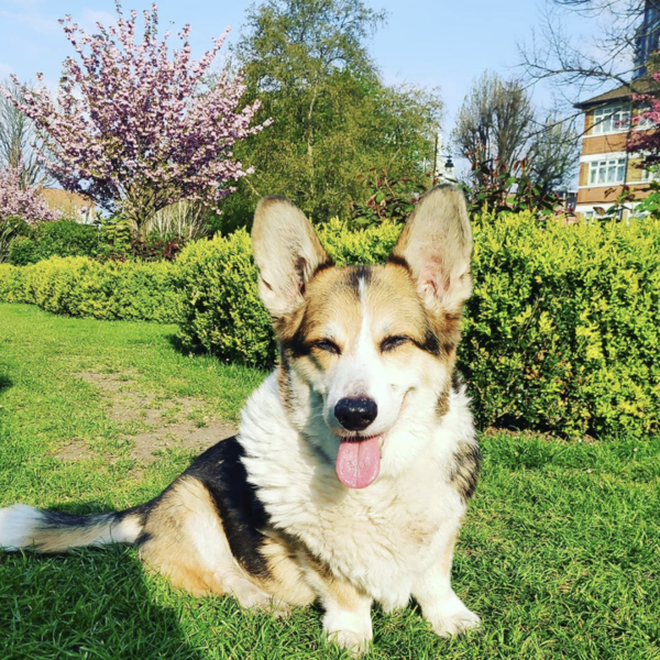 show me your dogs!
