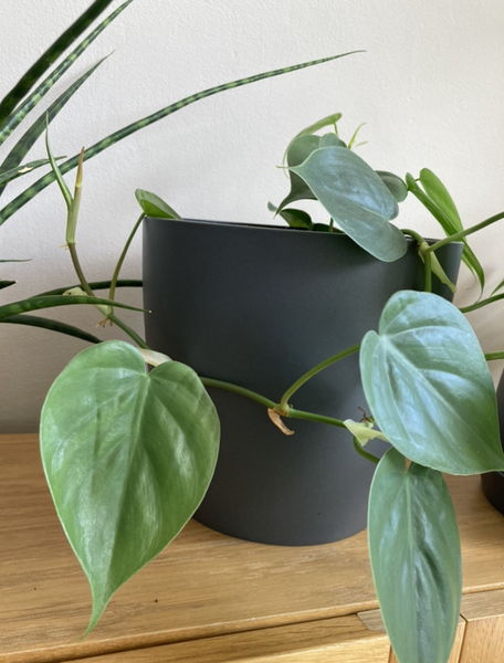 frame for climbing house plant